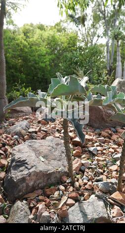 Kalanchoe beharensis ist eine immergrüne saftige mehrjährige Pflanze in der Familie Crassulaceen. Diese Pflanze hat den Preis der Royal Horticultural Society erhalten. Stockfoto