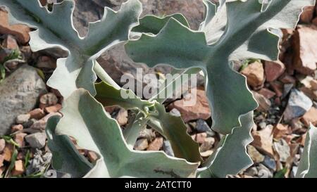 Kalanchoe beharensis ist eine immergrüne saftige mehrjährige Pflanze in der Familie Crassulaceen. Diese Pflanze hat den Preis der Royal Horticultural Society erhalten. Stockfoto