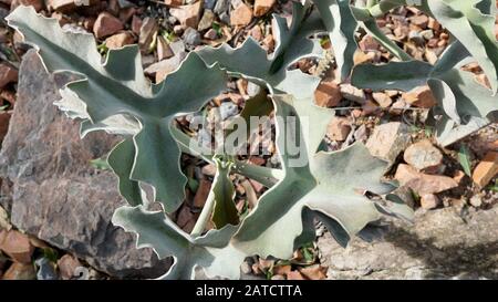 Kalanchoe beharensis ist eine immergrüne saftige mehrjährige Pflanze in der Familie Crassulaceen. Diese Pflanze hat den Preis der Royal Horticultural Society erhalten. Stockfoto