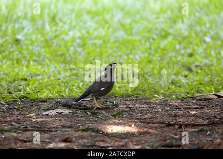 Schöne Aufnahme einer Amsel mit unscharfem Hintergrund Stockfoto