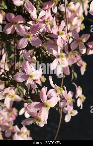 Vertikale Nahaufnahme von schönen rosa Clematis Montana Rubens Blumen Stockfoto