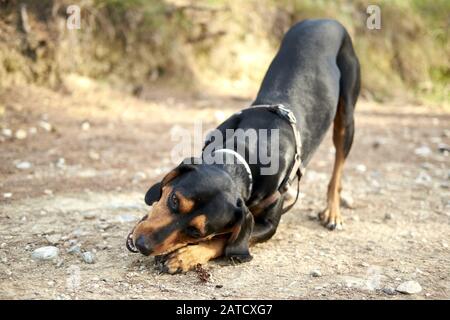 Netter schwarzer griechischer Hund, der in einer Wüstengegend spielt Mit unscharfem Hintergrund Stockfoto