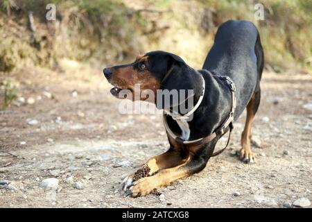 Netter schwarzer griechischer Hund, der in einer Wüstengegend spielt Mit unscharfem Hintergrund Stockfoto