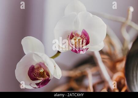 Nahaufnahme einer weißen und rosa Orchidee im Zimmer mit violetten Wänden Stockfoto