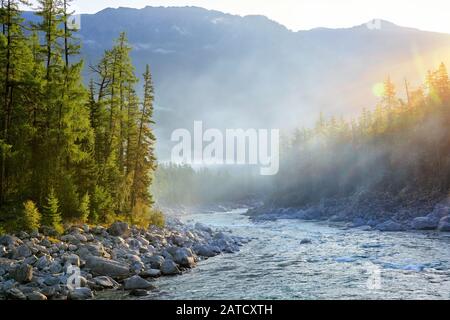 Sonniger Morgen in der sibirischen dunklen Nadelteiga. Sonnenlicht beleuchtet die Nadeln der Bäume wunderschön an einem schnellen Gebirgsfluss. Ostsayan. Burya Stockfoto