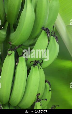 Grüne Bananen am Baum in einem privaten Garten in Darwin Australien. Stockfoto