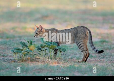 Afrikanische Wildkatze (Felis silvestris lybica) im natürlichen Lebensraum, Kalahari Wüste, Südafrika Stockfoto