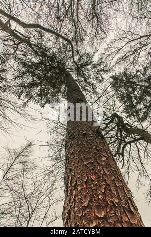 Low-Winkel-Aufnahme einer riesigen Kiefer in der Wald Stockfoto