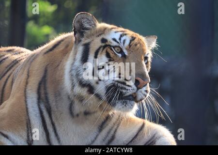 Sibirischer Tiger (Panthera tigris altaica), auch Amur-Tiger, Bengal-Tiger genannt. Stockfoto