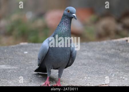 Vorderbild des Speed-Racing-Taubenvogels auf rockigen, unscharfen Hintergrund Stockfoto