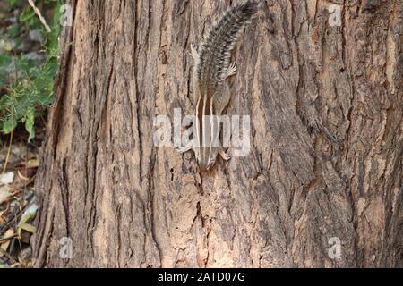 Herde von Eichhörnchen bei sommerlichen toten Baumstempeln in Thar Stockfoto