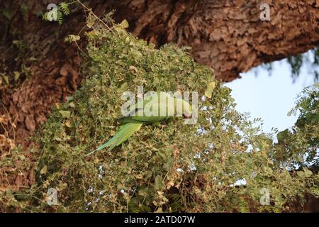 Papageienherde im Sommer tot nasses Feld und auf der Suche nach Nahrung auf grünem Gras Stockfoto