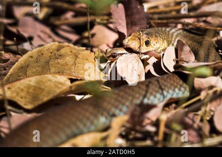 Junge, aber verfestigende braune oder Mulga-Schlange, die sich an einem Baumfrosch im Lebensraum Blattwurz des Golflandes Von Far North Queensland in Australien ernährt. Stockfoto