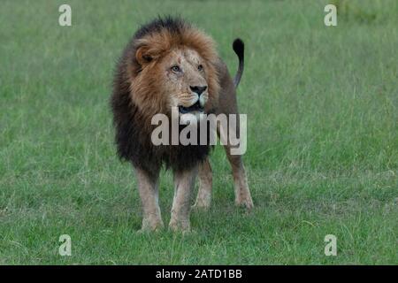 Männlicher Löwe auf der Savanne Stockfoto