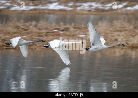 Trompeterschwäne (Cygnus Buccinator) fliegen vom Shadow Lake, Snohomish, Washington, USA Stockfoto