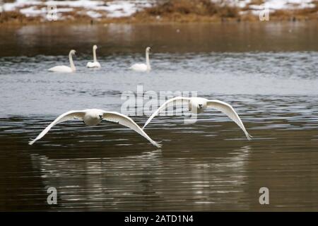 Trompeterschwäne (Cygnus Buccinator) fliegen vom Shadow Lake, Snohomish, Washington, USA Stockfoto