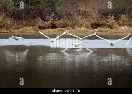 Trompeterschwäne (Cygnus Buccinator) fliegen vom Shadow Lake, Snohomish, Washington, USA Stockfoto