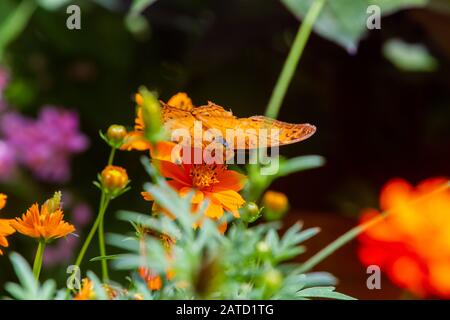 Vindula Dejone, der malaiische Cruiser, Schmetterling aus der Familie Nymphalidae, der in Südostasien auf orangefarbenen Blumen gefunden wurde Stockfoto