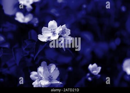 Im Sommergarten blühen wunderschöne Blumen in Mock Orange (Philadelphia). Blaue Farbe getont Stockfoto