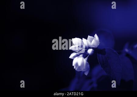 Im Sommergarten blühen wunderschöne Blumen in Mock Orange (Philadelphia). Blaue Farbe getont Stockfoto