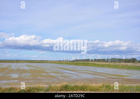 Landschaft voller Windturbinen in der Camargue, Frankreich, neue Energien Stockfoto