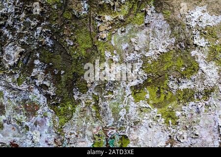 Grün grunge nass obsolet flache Wand Textur und Hintergrund Stockfoto