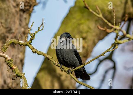 Jackdaw Corvus monedula thront im Winter in einem Baum Stockfoto