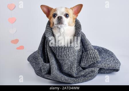 Chihuahua-Hund sitzt auf einem weißen, isolierten Hintergrund und ist in einen blauen Pullover gehüllt. Stockfoto