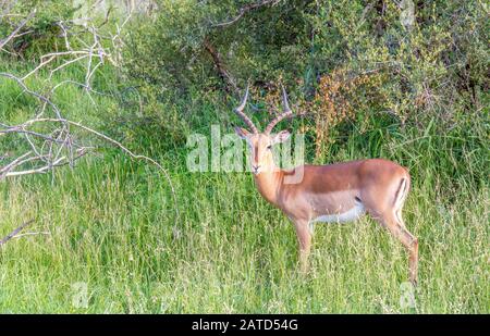 Impala RAM isoliert im afrikanischen Buschbild in horizontalem Format mit Kopierraum Stockfoto