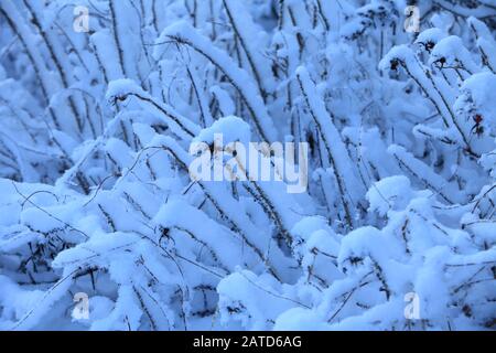 Flauschiger weißer Schnee auf Ästen, abstrakter Hintergrund Stockfoto