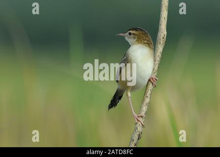 Porträt einer Zitting Cisticola auf einer Filiale in einem Reisfeld, Indonesien Stockfoto