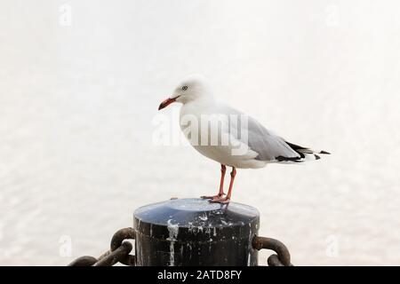 Australische Silbermöwe Möwe (Chroicocephalus novaehollandiae) steht auf einem Pfosten am Strand Stockfoto