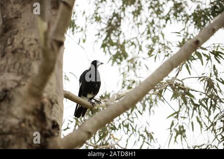 Eine junge australische Elster (Cracticus tibicen) in einem Eukalyptus-Kaugummi Stockfoto