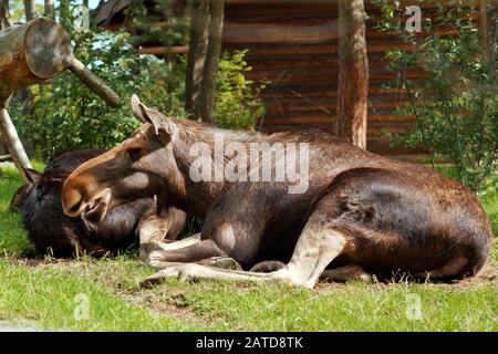 Elche auf dem Gras im Skansen Zoo, Stockholm, Schweden Stockfoto