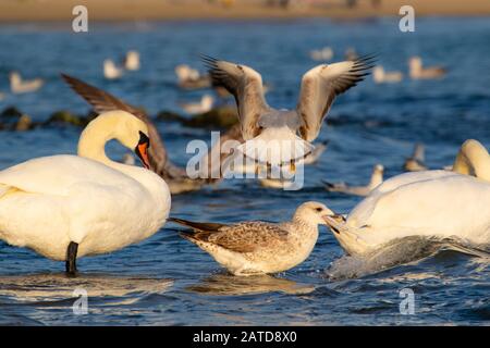 Eine Schar von Vogelschwänen, Silbermöwen - junge und Erwachsene Tiere treiben an einem schönen Wintertag vor der Küste am Varna Strand ein Getue und Hektik auf Stockfoto