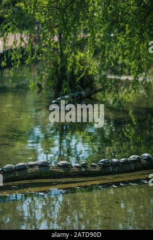 Reihe von Schildkröten an einem Zweig in einem Fluss, Frankreich Stockfoto