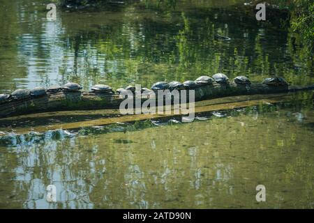 Reihe von Schildkröten an einem Zweig in einem Fluss, Frankreich Stockfoto