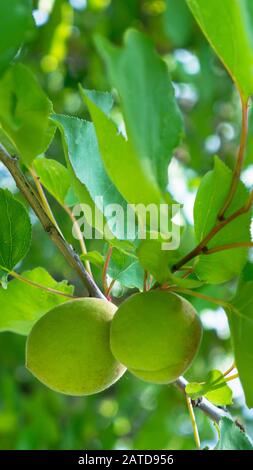 Grüne, unreife Aprikosen an einem Baumzweig. Stockfoto