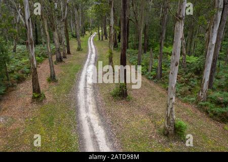 Straße durch den Wald, Great Otway National Park, Victoria, Australien Stockfoto