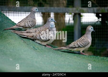 PCC-Ausflug zu "Papageien im Paradies" Stockfoto