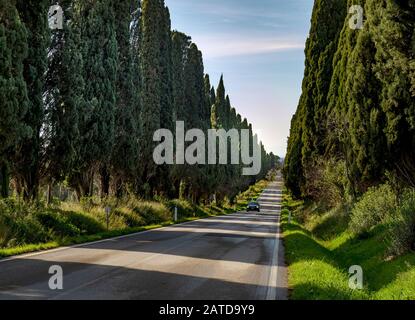 Die offene Straße, Italien. Ein einzelnes, nicht identifizierbares Auto, das durch die Cypress Baumallee bei Bolgheri, einem Weiler von Castagneto Carducci, in der Nähe von Livorno fährt. Stockfoto