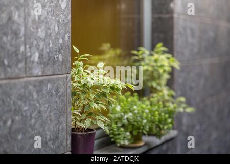 Außenanlagen in Töpfen an Fensterfassade, graue Wände Stockfoto