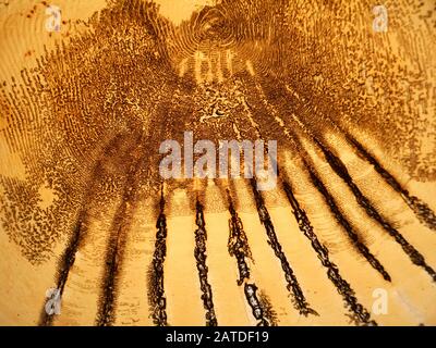 Deltoid Skala der Fische. Serranus soriba. Stockfoto