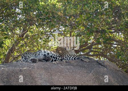 Leopard (Panthera pardus) liegt auf einem Felsen im Schatten, Serengeti National Park, Tansania. Stockfoto