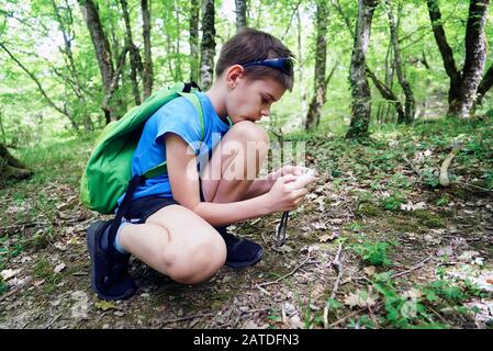 Ein Junge mit einer Kamera schießt eine Blume im Wald Stockfoto