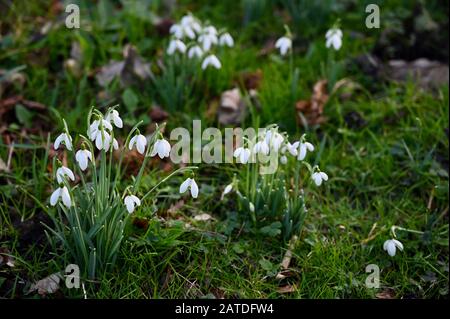 Schneefälle (Galanthus). Die Parish Church of St James North Cray, Foots Cray Meadows, Sidcup, Kent. GROSSBRITANNIEN Stockfoto