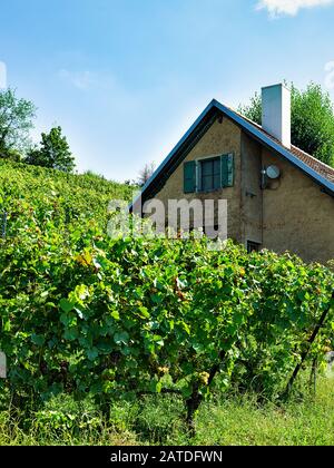 Chalet auf Lavaux Vineyard Terraces Wanderweg Swiss Stockfoto