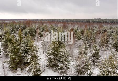 Luftbild, Winterwald aus Vogelperspektive, schneebedeckte Kiefernzweige, Schnee- und Schneeverwehungen. Stockfoto