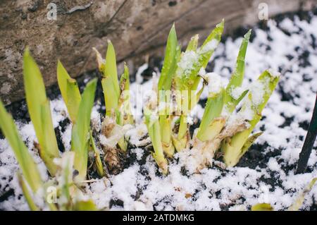 Sprossen von Irienen im frühen Frühjahr unter dem Schnee. Gartenkonzept. Vorlage für das Design. Kopierbereich. Stockfoto