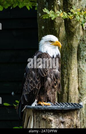 Weißkopf-Seeadler-Portrait Stockfoto